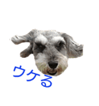 ヨーキーとシュナの三姉妹犬（個別スタンプ：12）
