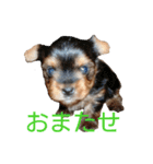 ヨーキーとシュナの三姉妹犬（個別スタンプ：13）