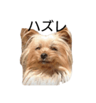ヨーキーとシュナの三姉妹犬（個別スタンプ：15）