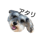 ヨーキーとシュナの三姉妹犬（個別スタンプ：16）