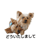 ヨーキーとシュナの三姉妹犬（個別スタンプ：17）