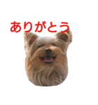 ヨーキーとシュナの三姉妹犬（個別スタンプ：18）
