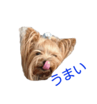 ヨーキーとシュナの三姉妹犬（個別スタンプ：19）