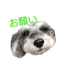 ヨーキーとシュナの三姉妹犬（個別スタンプ：20）