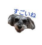 ヨーキーとシュナの三姉妹犬（個別スタンプ：21）