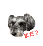ヨーキーとシュナの三姉妹犬（個別スタンプ：22）
