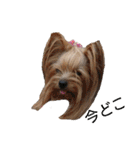 ヨーキーとシュナの三姉妹犬（個別スタンプ：25）