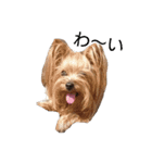 ヨーキーとシュナの三姉妹犬（個別スタンプ：26）