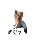 ヨーキーとシュナの三姉妹犬（個別スタンプ：27）