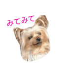 ヨーキーとシュナの三姉妹犬（個別スタンプ：28）