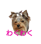 ヨーキーとシュナの三姉妹犬（個別スタンプ：30）
