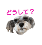 ヨーキーとシュナの三姉妹犬（個別スタンプ：32）