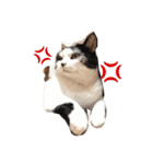 ネコ三兄弟（個別スタンプ：2）