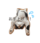 ネコ三兄弟（個別スタンプ：5）