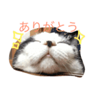 ネコ三兄弟（個別スタンプ：7）