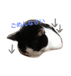 ネコ三兄弟（個別スタンプ：9）