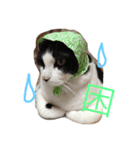 ネコ三兄弟（個別スタンプ：10）