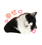 ネコ三兄弟（個別スタンプ：13）
