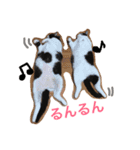 ネコ三兄弟（個別スタンプ：14）