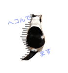 ネコ三兄弟（個別スタンプ：15）