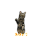 ねこのはるさん3（個別スタンプ：5）