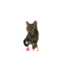 ねこのはるさん3（個別スタンプ：9）