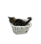 ねこのはるさん3（個別スタンプ：10）