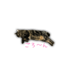 ねこのはるさん3（個別スタンプ：11）