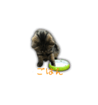 ねこのはるさん3（個別スタンプ：13）