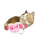 チャタラー＆ピ－（個別スタンプ：5）