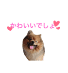 もふもふモカ（個別スタンプ：1）