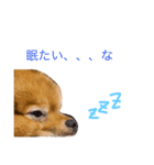 もふもふモカ（個別スタンプ：3）