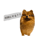 もふもふモカ（個別スタンプ：8）