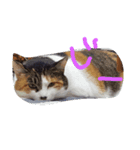 でぶねこまぐまぐ（個別スタンプ：1）