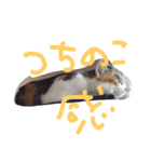 でぶねこまぐまぐ（個別スタンプ：3）