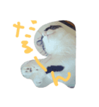 でぶねこまぐまぐ（個別スタンプ：6）