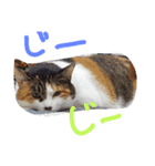 でぶねこまぐまぐ（個別スタンプ：7）