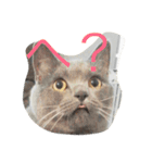 猫野家（個別スタンプ：1）