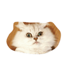 猫野家（個別スタンプ：2）