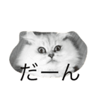 猫野家（個別スタンプ：3）
