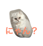 猫野家（個別スタンプ：7）