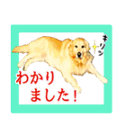 ゴールデンレトリバーのカラフルスタンプ（個別スタンプ：3）