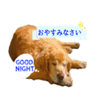 ゴールデンレトリバーのカラフルスタンプ（個別スタンプ：6）