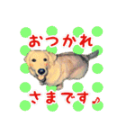 ゴールデンレトリバーのカラフルスタンプ（個別スタンプ：9）