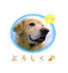 ゴールデンレトリバーのカラフルスタンプ（個別スタンプ：10）