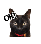 黒猫のメグロモグロ（個別スタンプ：1）