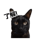 黒猫のメグロモグロ（個別スタンプ：2）