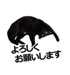 黒猫のメグロモグロ（個別スタンプ：3）