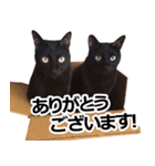 黒猫のメグロモグロ（個別スタンプ：4）