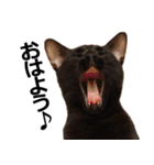 黒猫のメグロモグロ（個別スタンプ：6）